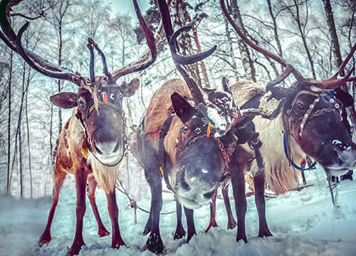 Three Reindeer