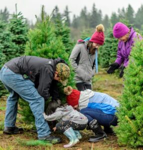 Finding Your Festive Fir: A Guide to Picking the Perfect Christmas Tree